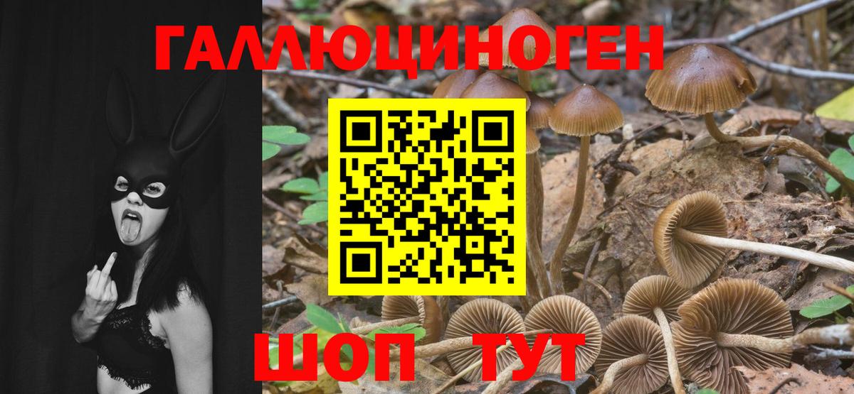 Псилоцибиновые грибы Psilocybe  Вход с VPN  Кинель 